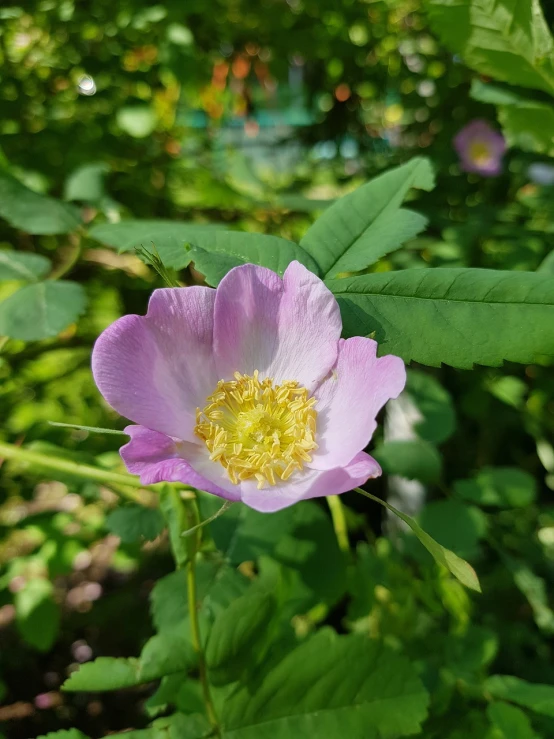 a close up of a pink flower with green leaves, by Jan Rustem, romanticism, 🐝👗👾, anemone, in a woodland glade, peony