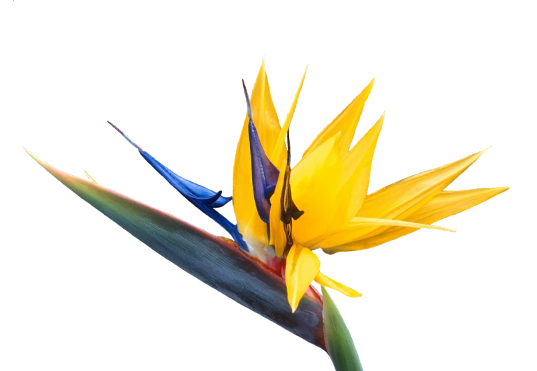 a yellow bird of paradise flower on a black background, minimalism, yellow and blue, excellent composition, colored flowers, 4k high res