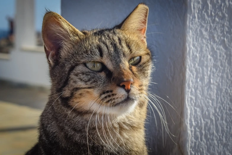 a close up of a cat near a wall, by Niels Lergaard, trending on pixabay, photorealism, perfectly shaded face, older male, annoyed expression, with the sun shining on it