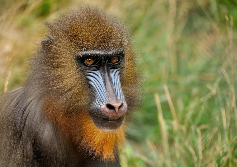 a close up of a monkey looking at the camera, a portrait, by Dietmar Damerau, shutterstock, long thick shiny black beak, nitid and detailed background, very sharp photo