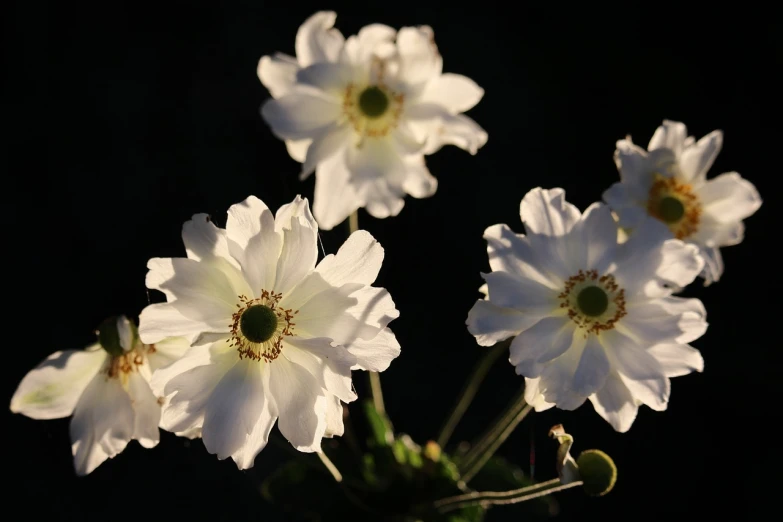 a group of white flowers against a black background, pixabay, late afternoon sun, anemones, view of the cosmos, rim lit