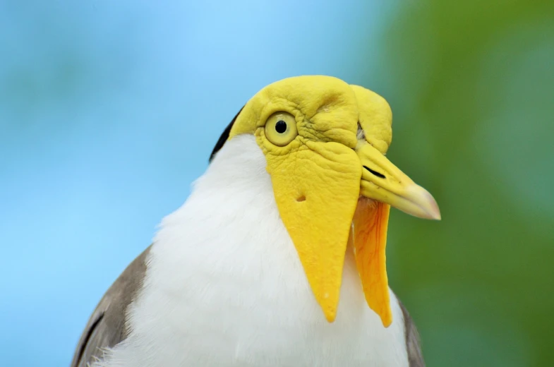 a close up of a bird with a yellow beak, flickr, mingei, bahamas, gold and white eyes, flat triangle - shaped head, cocroach