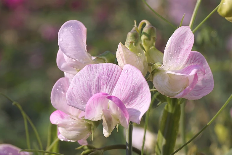 a close up of a bunch of flowers, a picture, by Julian Allen, flickr, romanticism, at gentle dawn pink light, beans, flax, video