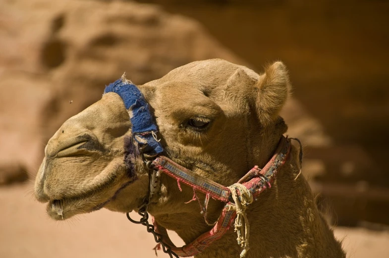 a close up of a camel with a bridle on it's head, a picture, by Dietmar Damerau, wadi rum, usa-sep 20, mid shot photo