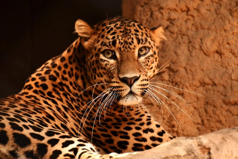 a close up of a leopard laying on a rock, jaguar head tattoodesign, marvelous eyes, nubian, posing for camera