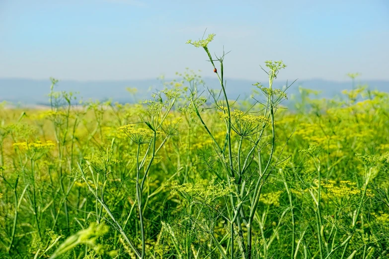 a field full of tall green plants with mountains in the background, a picture, shutterstock, romanticism, nezha, mustard, very sharp photo, stick