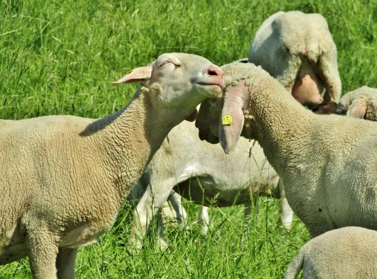 a herd of sheep standing on top of a lush green field, a picture, romanticism, kiss mouth to mouth, high res photo