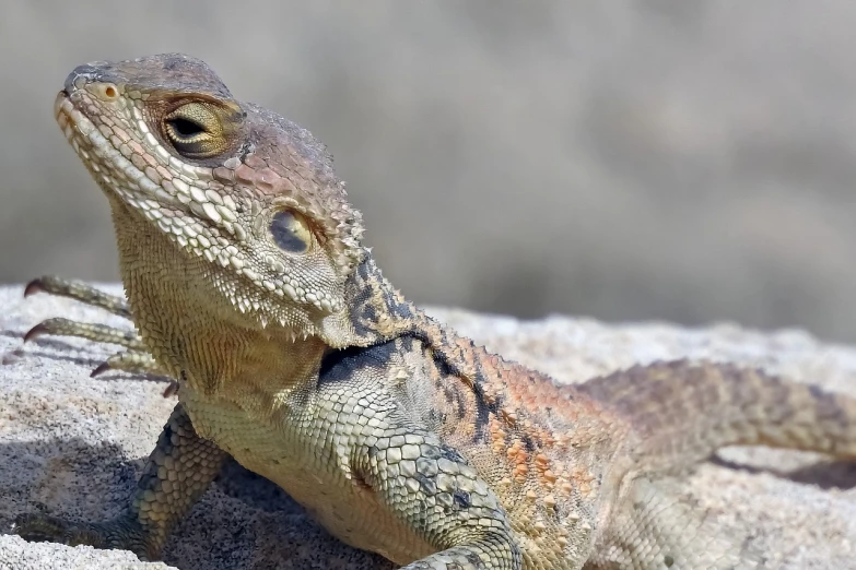 a close up of a lizard on a rock, large horned tail, smug look, an afghan male type, profile picture 1024px