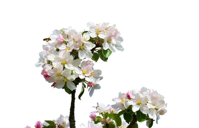 a group of white and pink flowers against a black background, flickr, arabesque, apple tree, isolated on white background, miniature product photo, michael bair