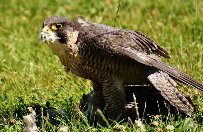 a bird that is standing in the grass, a picture, by Robert Brackman, pixabay, falcon, brood spreading, crouching, merlin