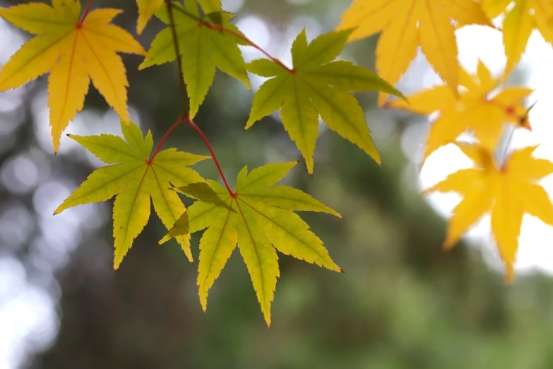 a close up of some leaves on a tree, a picture, inspired by Kanō Shōsenin, pexels, shin hanga, yellow and green, maple syrup highlights, istock, portrait image