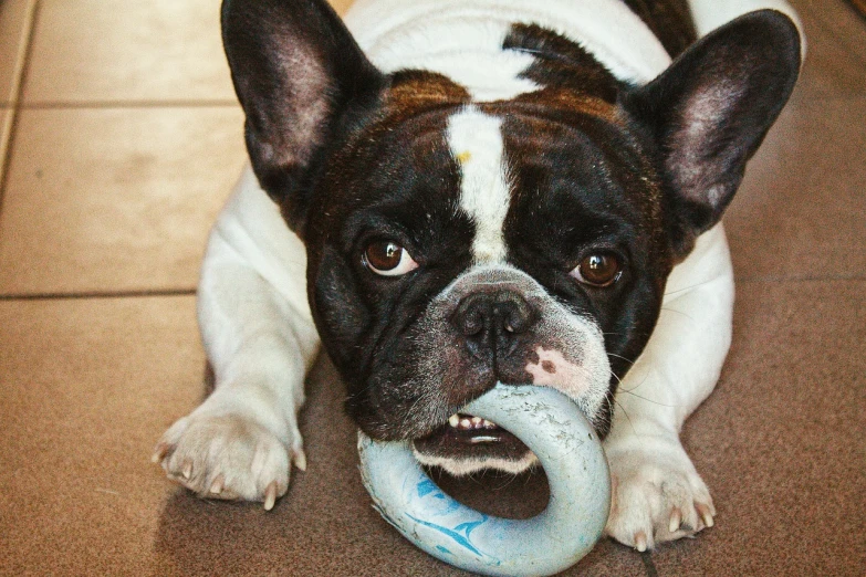 a close up of a dog with a frisbee in its mouth, a pastel, by Paul Davis, pexels, bauhaus, french bulldog, porcelain skin ”, wikimedia, eating a donut