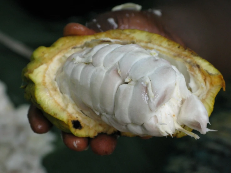 a close up of a person holding a piece of fruit, hurufiyya, white with chocolate brown spots, pod, giga chad, inside dark oil