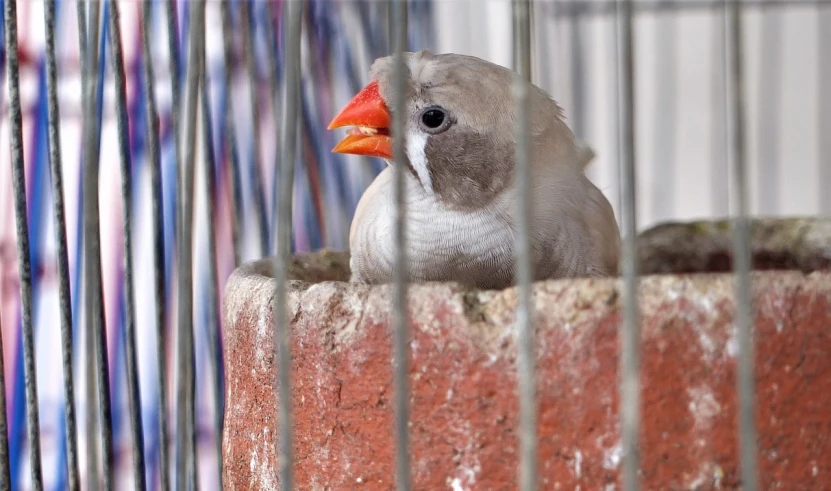 a close up of a bird in a cage, flickr, ears, on a balcony, with mouth open, unfinished