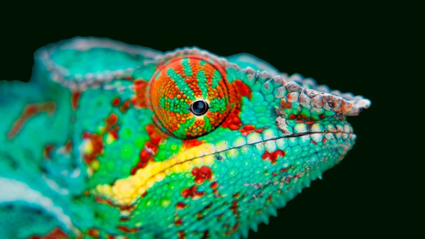 a close up of a green and red chamelon, a macro photograph, by Robert Brackman, shutterstock contest winner, synchromism, chameleon, cool blue and green colors, vibrant high contrast coloring, national geographic ”