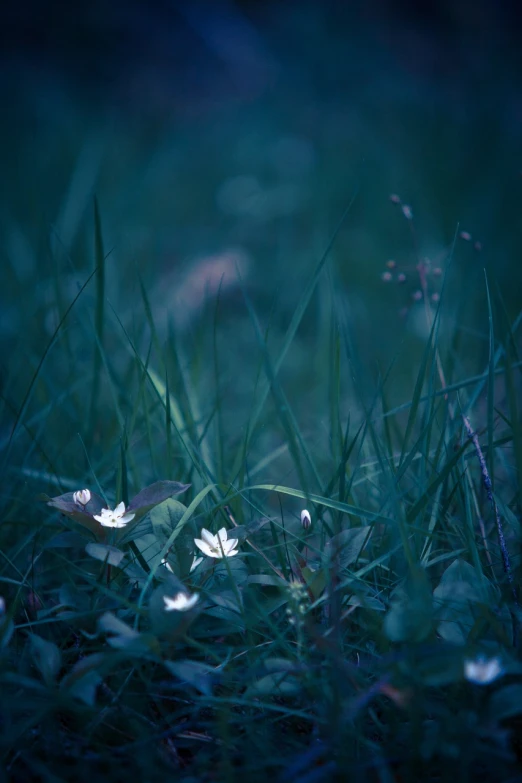 a group of white flowers sitting on top of a lush green field, a tilt shift photo, inspired by Elsa Bleda, minimalism, in the forest at night, blue - petals, clover, hiding in grass