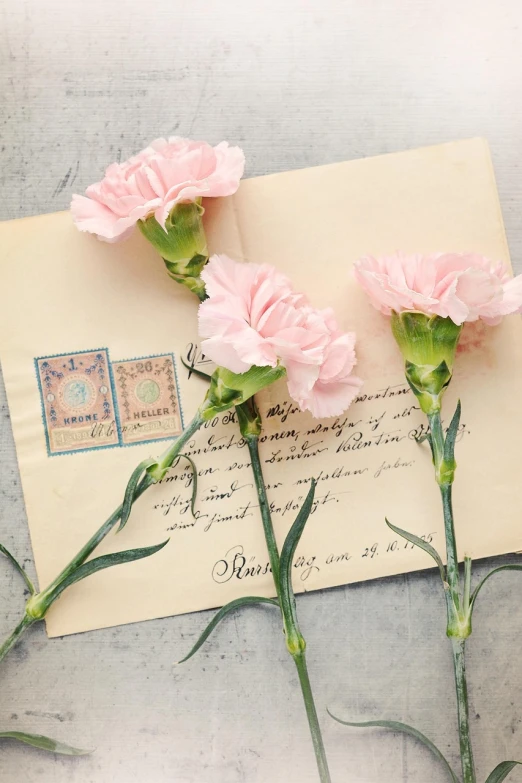 three pink carnations sitting on top of a piece of paper, a pastel, by Maksimilijan Vanka, pexels, romanticism, postage, letter s, old script, dasha taran