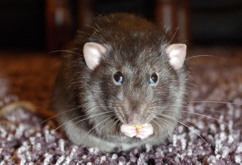 a close up of a rat on a carpet, a portrait, by Tom Carapic, flickr, renaissance, chocolate, potato, posing for the camera, 4k high res