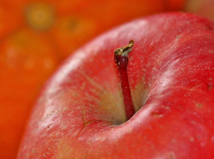 a red apple sitting on top of a pile of oranges, a macro photograph, by Edward Corbett, depth detail, sickle, autum, menacing!