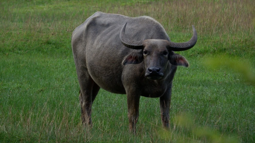 an animal that is standing in the grass, inspired by Giuseppe Bernardino Bison, flickr, sumatraism, that resembles a bull\'s, thailand, huge bulbous pitch black eyes, flash photo