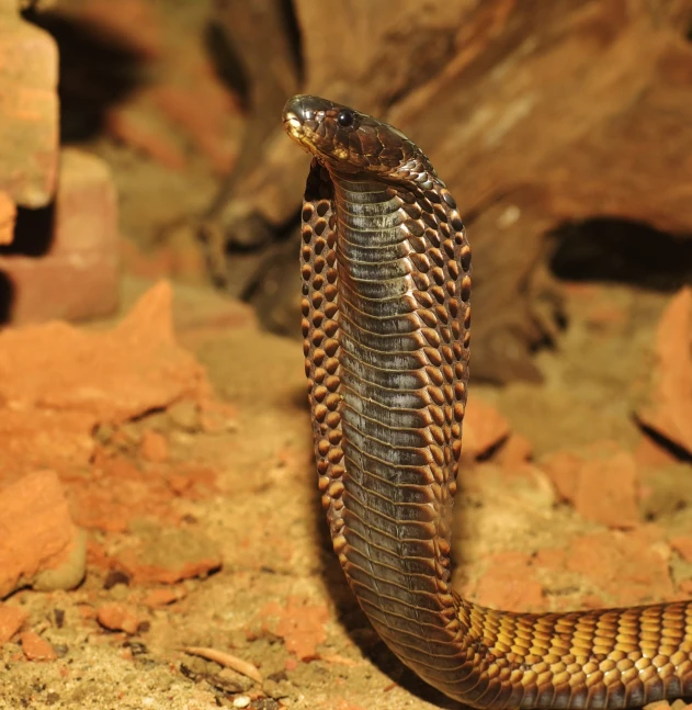 a close up of a snake on the ground, by Robert Brackman, cobra, bangalore, egyptian, brown, titanium