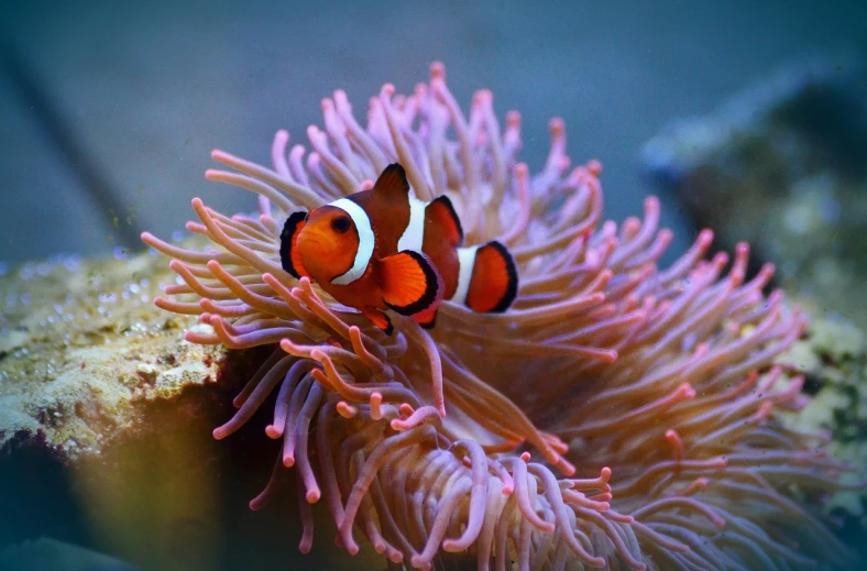 a couple of clown fish sitting on top of a coral, by Robert Brackman, flickr, romanticism, wallpaper”, watch photo