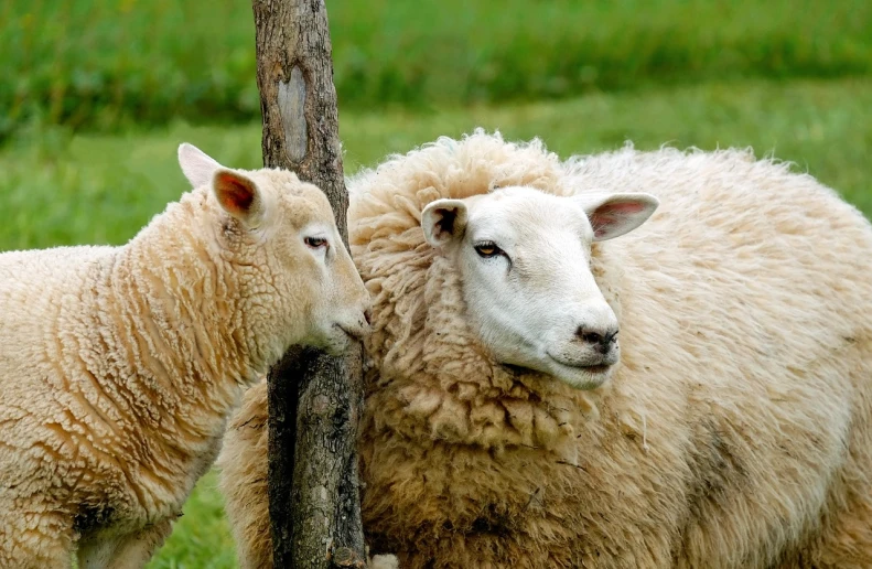 a couple of sheep standing next to each other, a picture, by Edward Corbett, pixabay, romanticism, hugging, motherly, a wooden, looking from shoulder