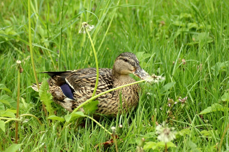 a duck that is standing in the grass, a portrait, pixabay, hurufiyya, laying down in the grass, 1 female, brockholes, clover