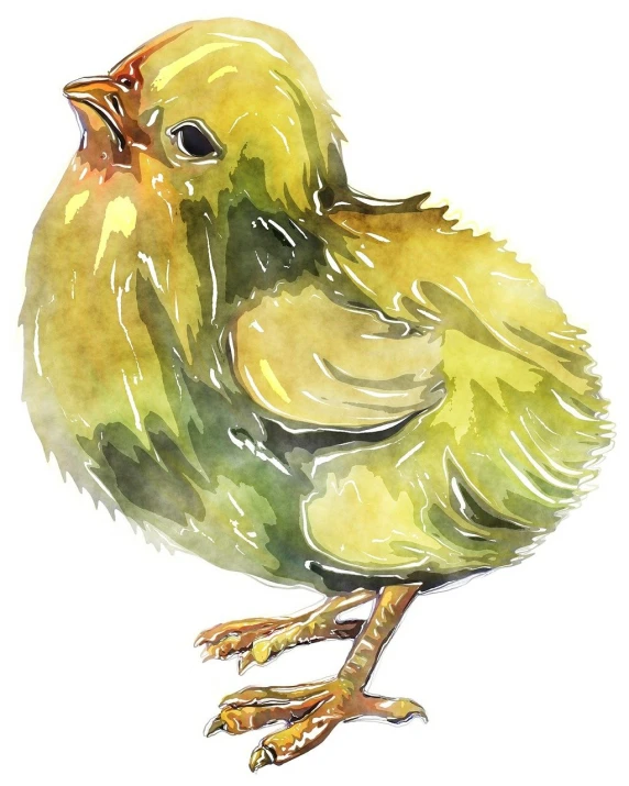 a close up of a bird on a white background, a watercolor painting, by Sam Bosma, shutterstock, renaissance, chicken, yellow and greens, full body illustration, maternal