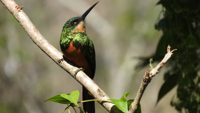 a colorful bird sitting on top of a tree branch, by Matteo Pérez, flickr, hurufiyya, copper and emerald, swift, shiny skin”, chilean