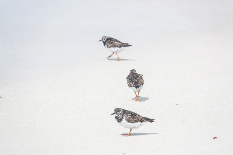 a group of birds that are standing in the sand, minimalism, bahamas, trio, on the runway, high res photo