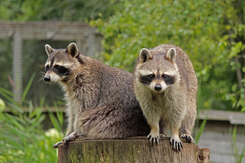 two raccoons sitting on top of a tree stump, a portrait, flickr, avatar image