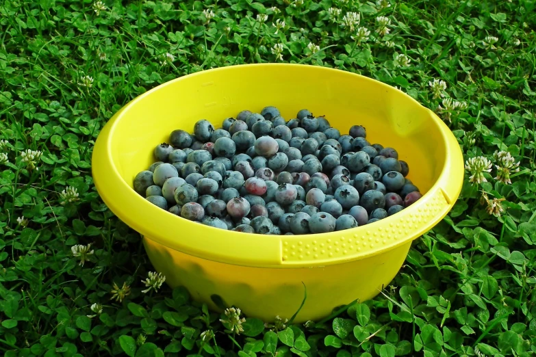 a yellow bucket filled with blueberries sitting in the grass, hurufiyya, (a bowl of fruit)!!!!!!!!!, clover, best selling, super quality