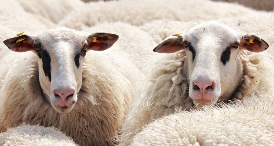 a herd of sheep standing next to each other, a portrait, by Raphaël Collin, trending on pixabay, precisionism, two identical symmetrical eyes, with a white muzzle, marketing photo, concerned expression