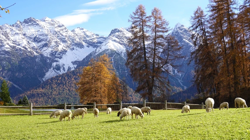 a herd of sheep grazing on a lush green field, a photo, by Dietmar Damerau, shutterstock, autumn mountains, vacation photo, 🍂 cute, palatial scene