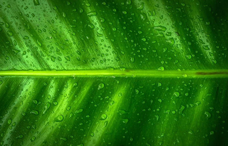 a green leaf with water droplets on it, minimalism, amazon rainforest background, hdr detail, rain on screen, architectural and tom leaves
