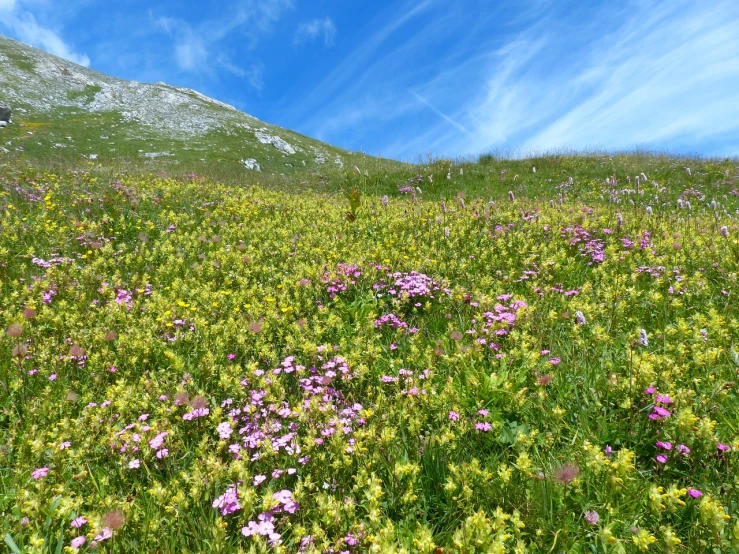 a field of flowers with a mountain in the background, by Cedric Peyravernay, flickr, figuration libre, green magenta and gold, gypsophila, rocky meadows, chambliss giobbi