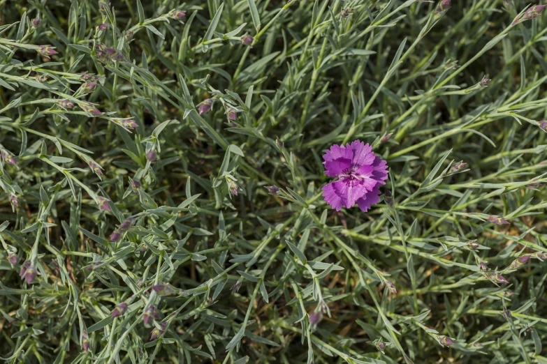 a purple flower sitting on top of a lush green field, by Jacob de Heusch, carnation, top - down photo, high res photo, new mexico