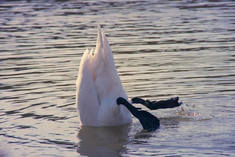 a white swan with it's head in the water, flickr, happening, dabbing, taken at golden hour, tripod, in an icy river