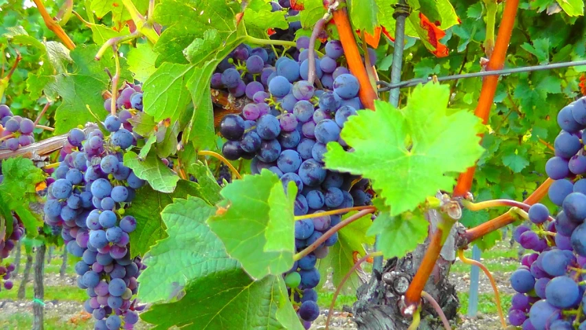 a close up of a bunch of grapes on a vine, a digital rendering, by Bernard D’Andrea, flickr, vibrant setting, in the hillside, video still, 1 6 x 1 6