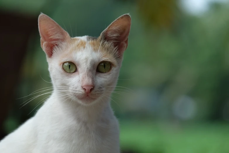 a close up of a white cat with green eyes, a portrait, by Basuki Abdullah, shutterstock, with pointy ears, very short depth of field, south east asian with round face, soft portrait shot 8 k