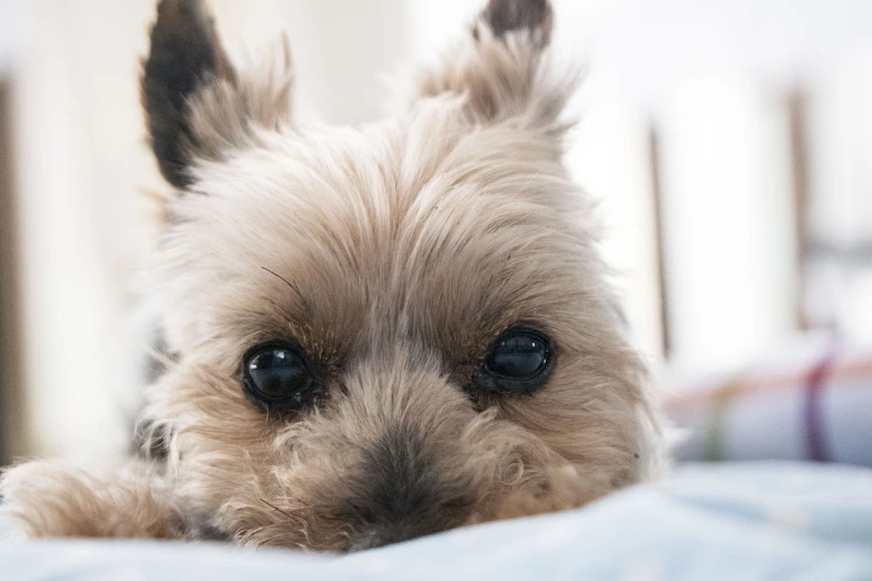 a small dog laying on top of a bed, by Emma Andijewska, yorkshire terrier, closeup shot of face, 4k post, high resolution photo