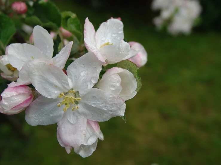 a close up of a flower on a tree, by Edward Corbett, flickr, darling wash off in the rain, apple trees, close up front view, misty and raining