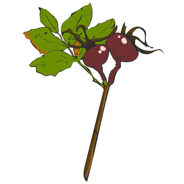 a close up of a flower on a stick, concept art, inspired by Masamitsu Ōta, art nouveau, beets, on a flat color black background, dead fruits, harry volk clip art style