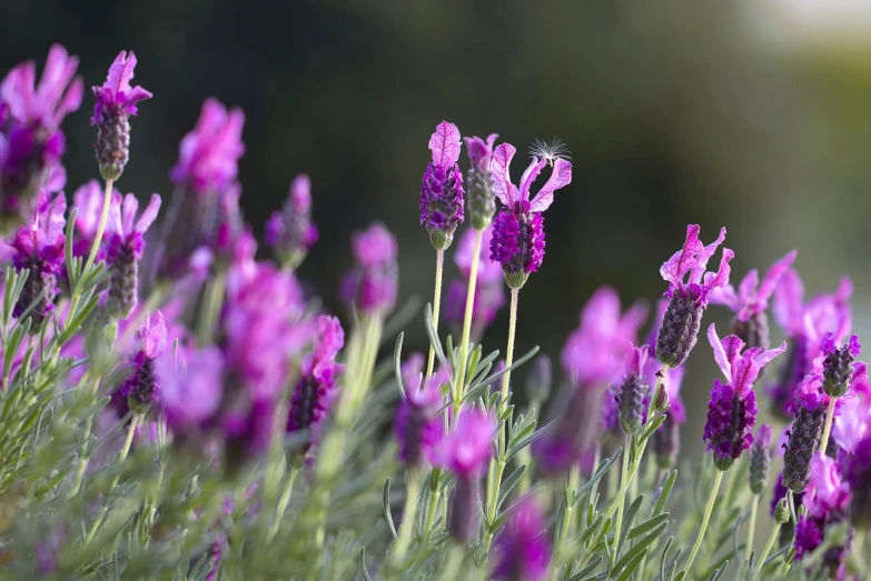 a close up of a bunch of purple flowers, a picture, by Leonard Bahr, shutterstock, lavender plants, soft light 4 k in pink, wide wide shot, focus on the foreground