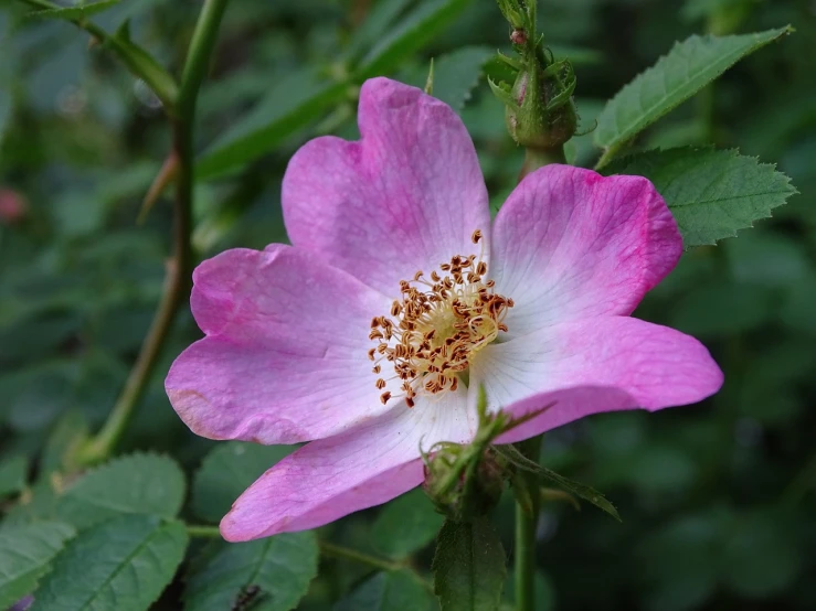 a close up of a pink flower with green leaves, by Jan Henryk Rosen, flickr, rose-brambles, young female, william open, sha xi