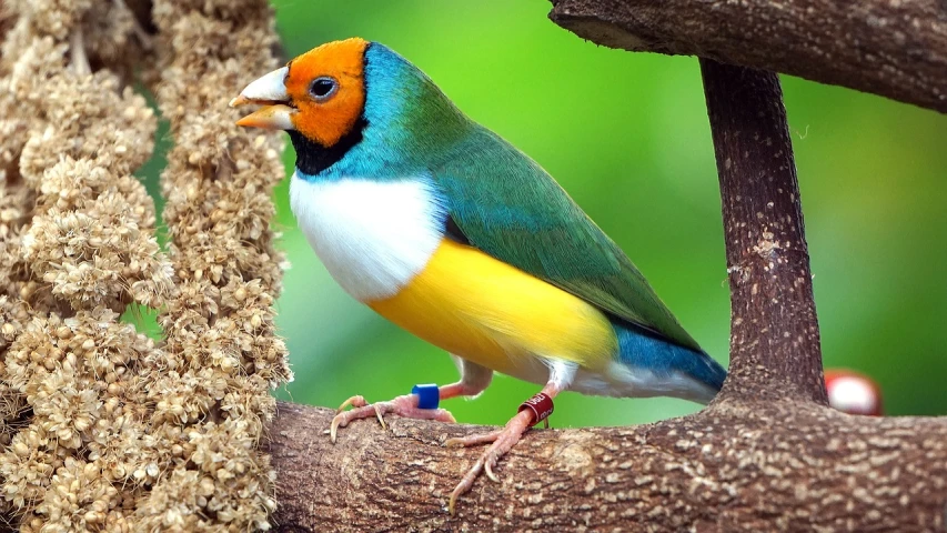 a colorful bird sitting on top of a tree branch, flickr, long thick shiny gold beak, bird poo on head, 3 colour, nano