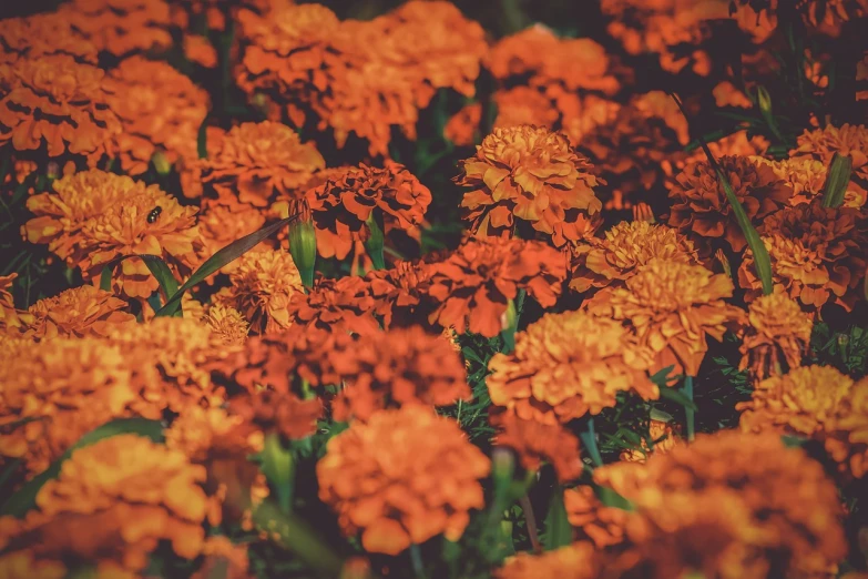 a bunch of orange flowers in a field, a colorized photo, baroque, marigold background, color palette is dark orange, flowers in a flower bed, color corrected