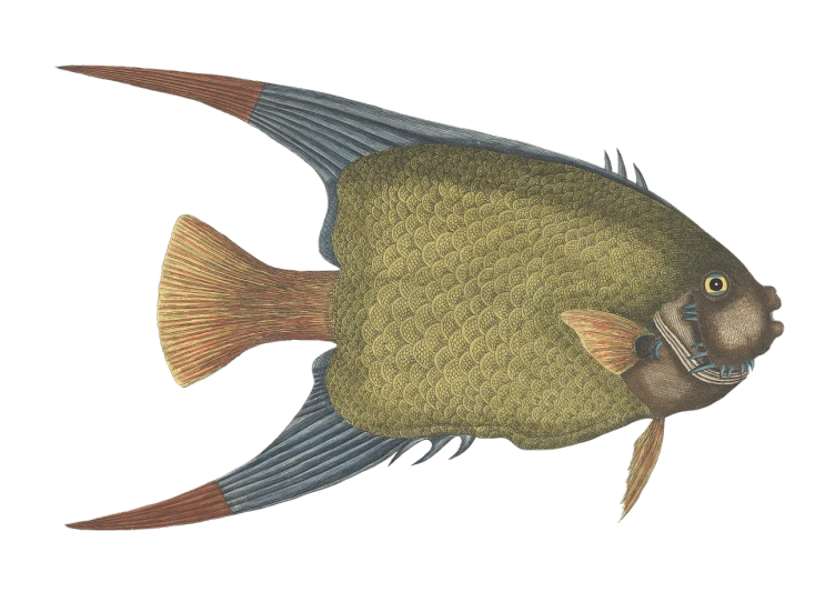 a close up of a fish on a black background, an illustration of, by Robert Medley, mingei, restored color, large horned tail, lorica segmentum, complex massive detail
