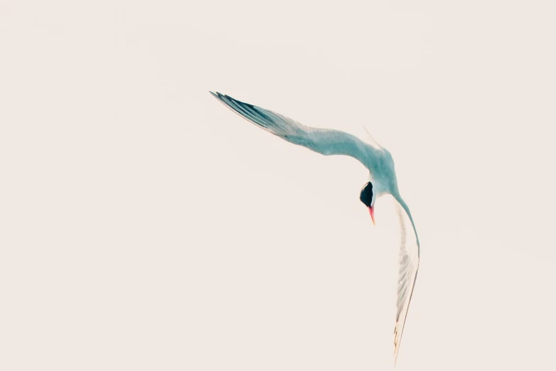 a bird that is flying in the sky, a minimalist painting, unsplash contest winner, arabesque, stock photo, long neck, on a pale background, very beautiful photo